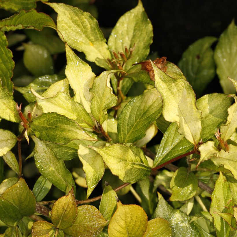 Weigela florida Ghost (Fogliame)