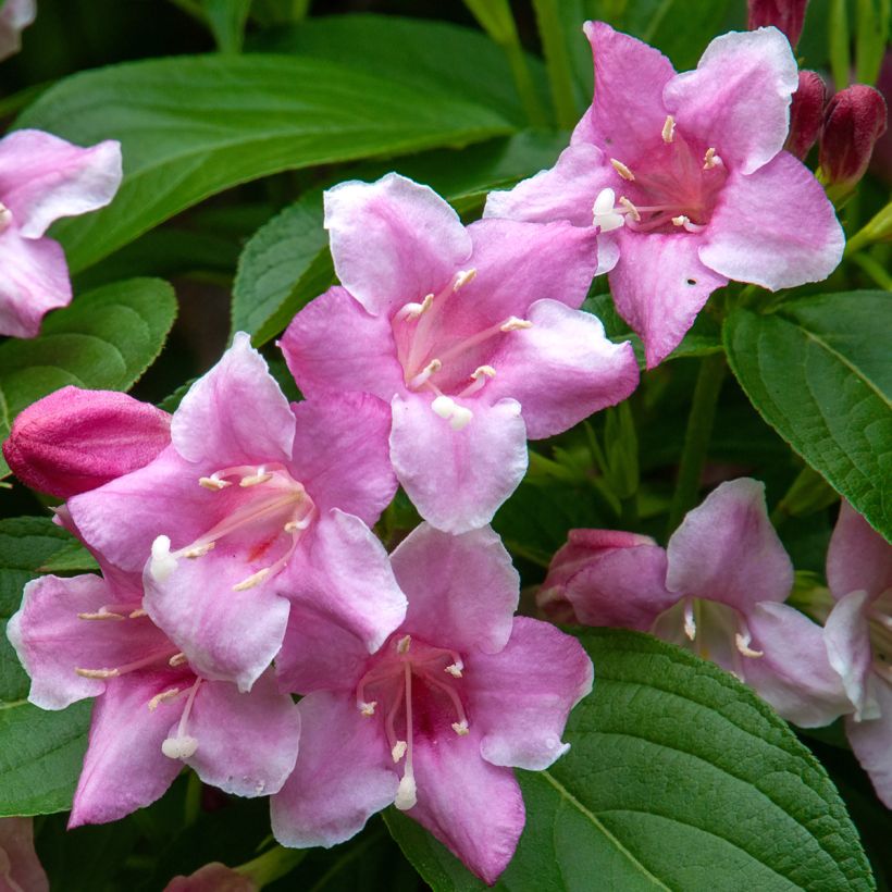 Weigelia Korea (Fioritura)