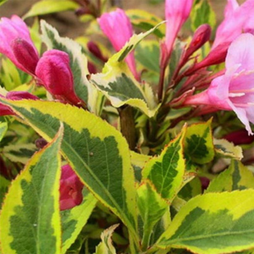 Weigelia Magical Rainbow (Fogliame)