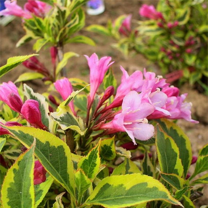 Weigelia Magical Rainbow (Fioritura)