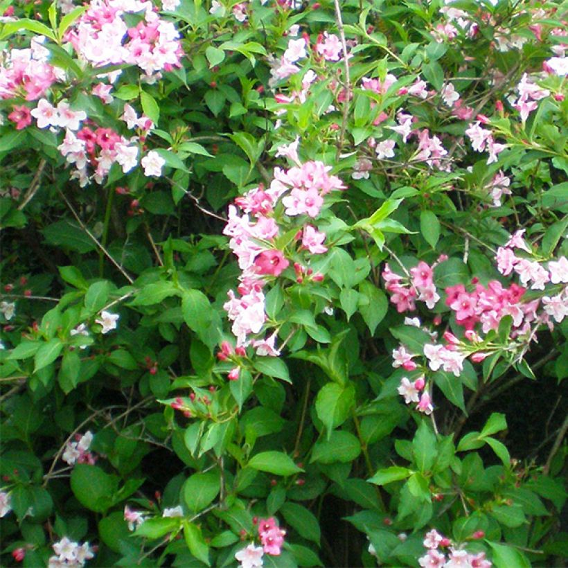 Weigelia Marjorie (Fioritura)