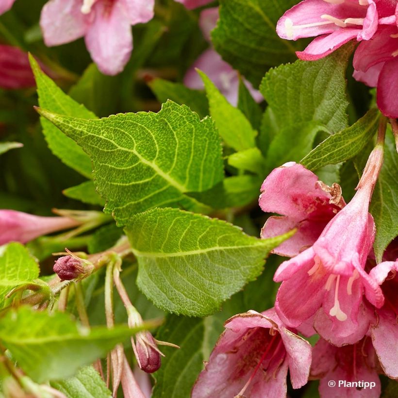 Weigelia Picobella Rosa (Fogliame)