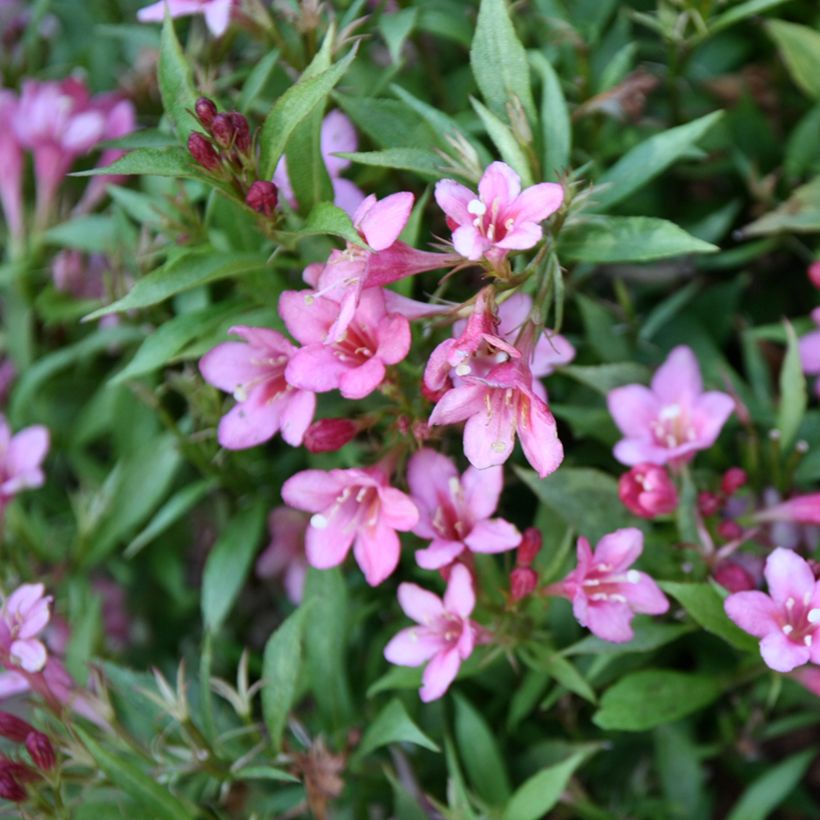 Weigelia Picobella Rosa (Fioritura)