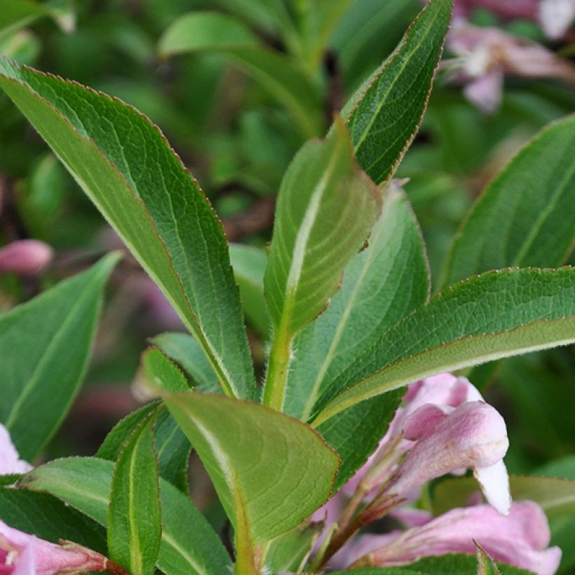 Weigelia Pink Poppet (Fogliame)