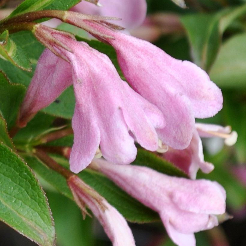 Weigelia Pink Poppet (Fioritura)