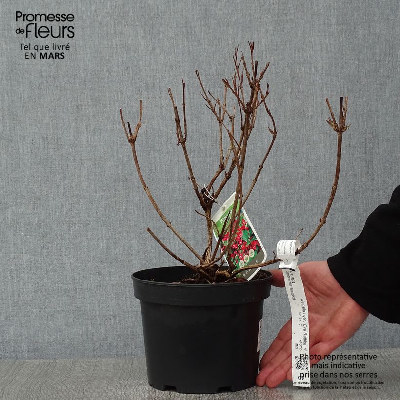 Weigela hybride Eva Rathke Pot de 2L/3L esemplare consegnato in inverno