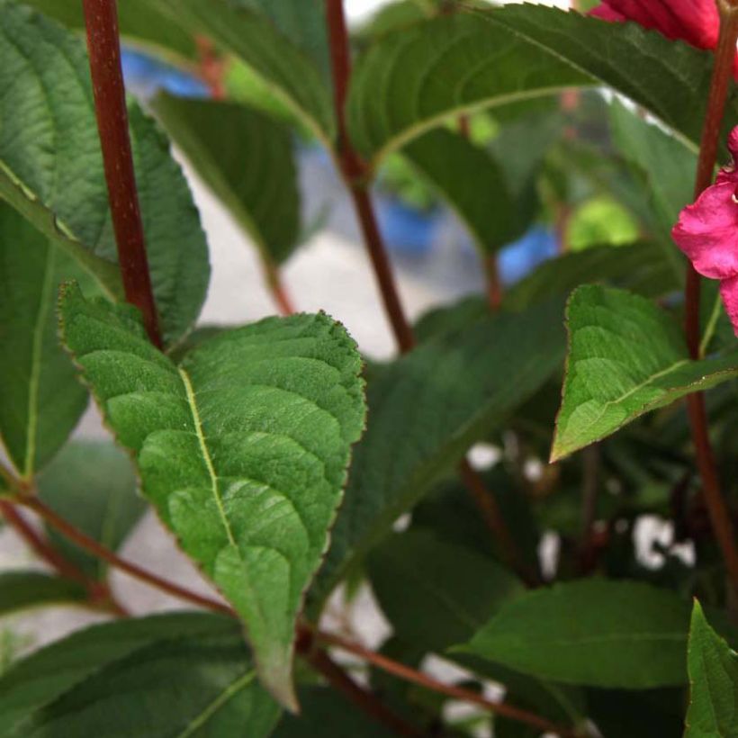 Weigelia Red Prince (Fogliame)