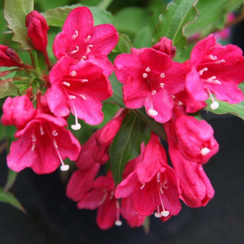 Weigelia Red Prince (Fioritura)