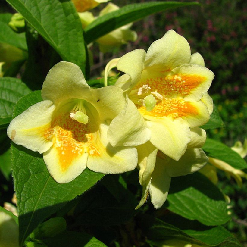 Weigela middendorffiana (Fioritura)