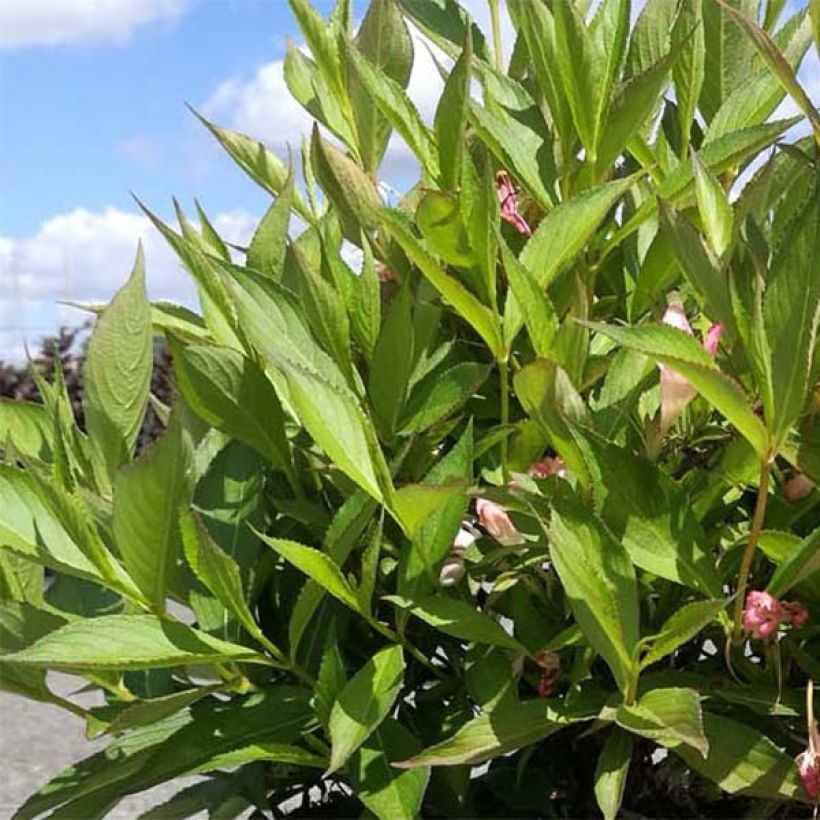 Weigelia All Summer Peach (Fogliame)