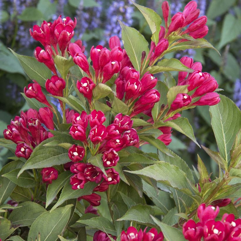 Weigelia All Summer Red (Fioritura)