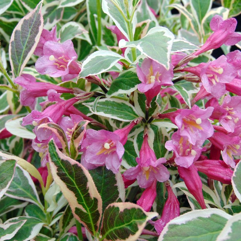 Weigelia Monet Verweig (Fioritura)