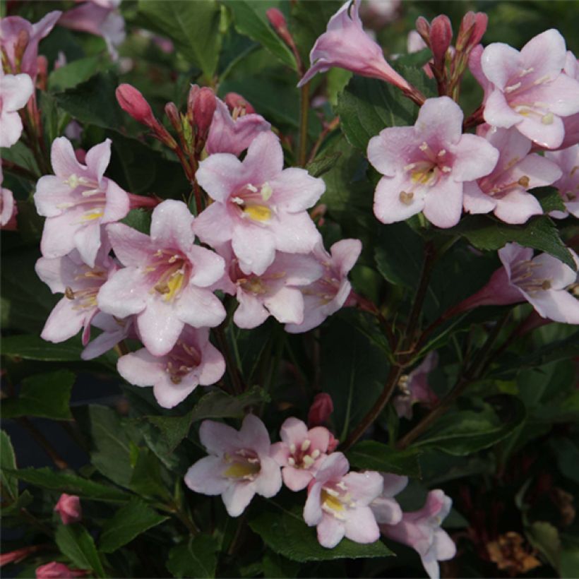 Weigelia Polka (Fioritura)