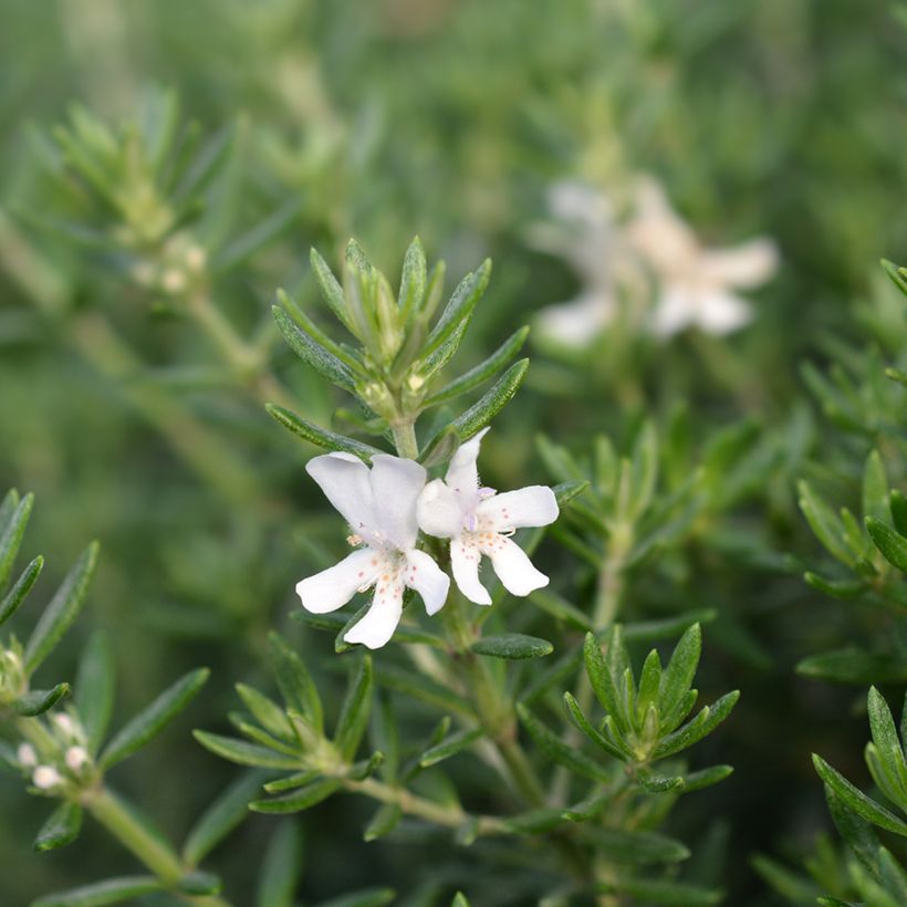 Westringia fruticosa White - Falso rosmarino (Fioritura)