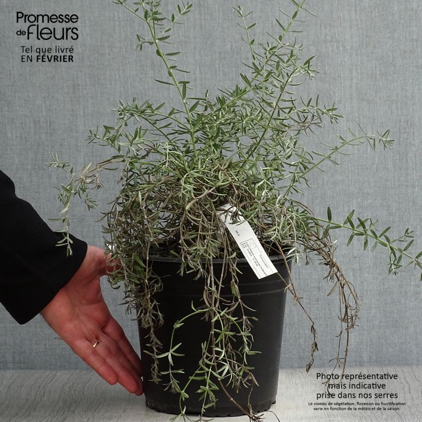 Westringia fruticosa Mundi Pot de 4L/5L esemplare consegnato in inverno