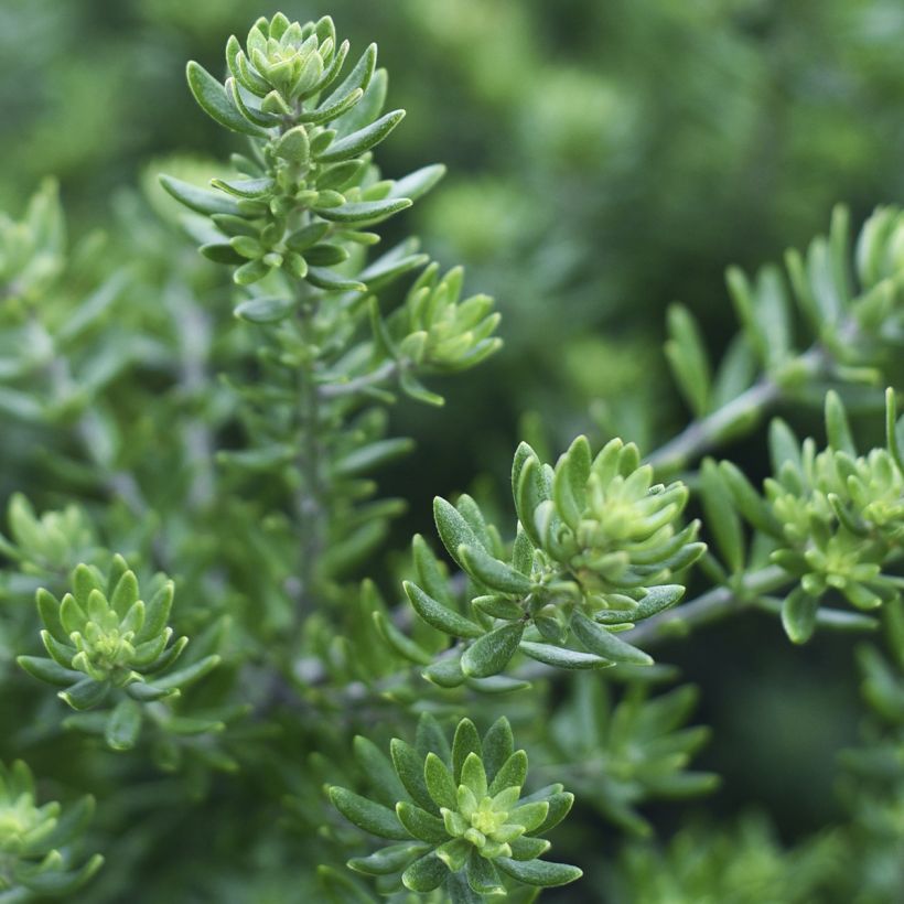 Westringia fruticosa Mundi - Falso rosmarino (Fogliame)