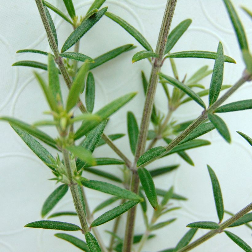 Westringia fruticosa - Falso rosmarino (Fogliame)