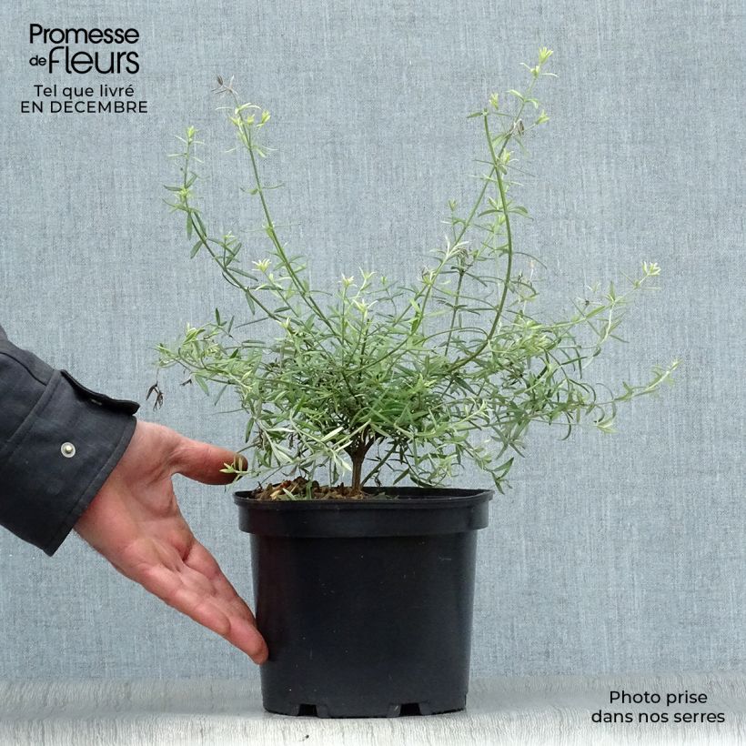 Westringia fruticosa - Romarin d'Australie Pot de 2L/3L esemplare consegnato in inverno