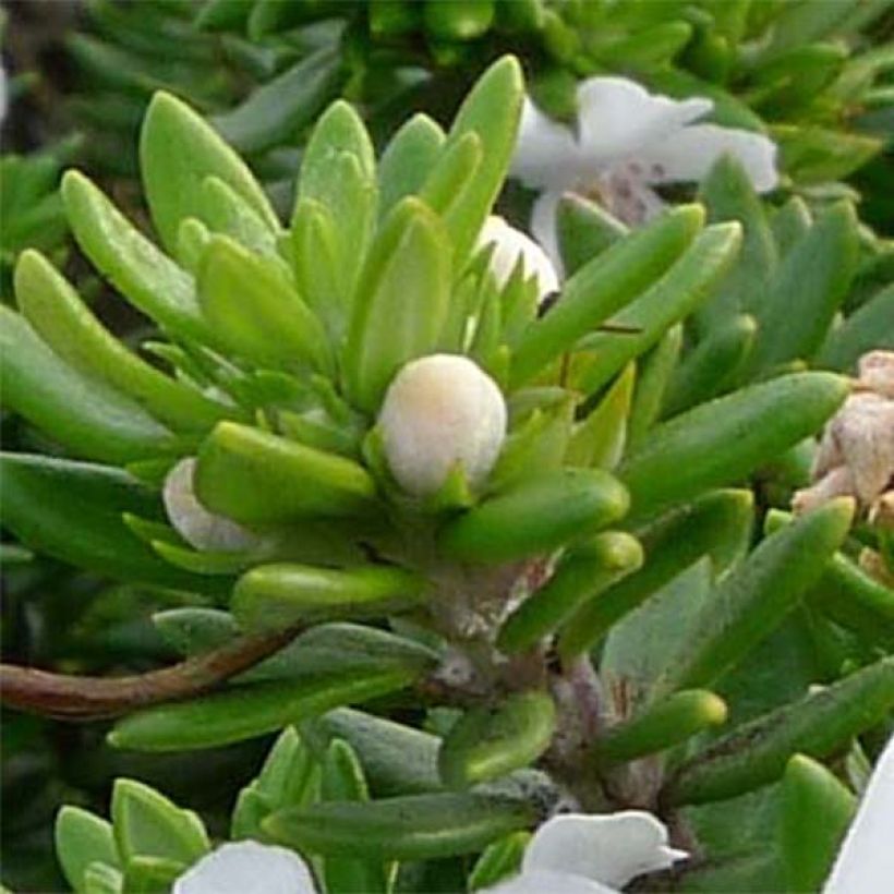 Westringia fruticosa White - Falso rosmarino (Fogliame)