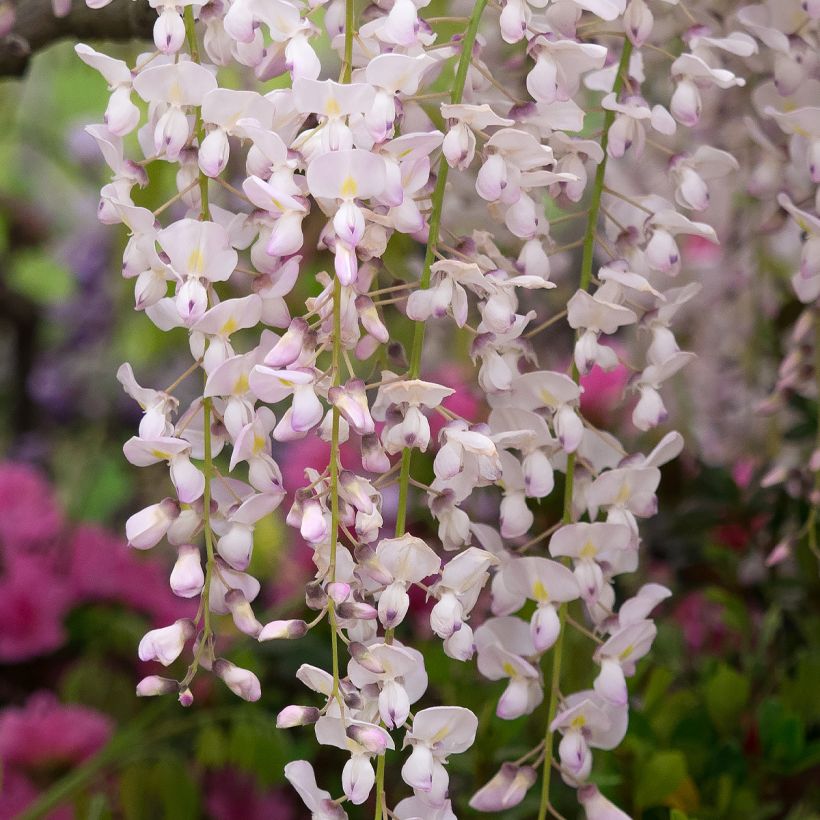 Wisteria floribunda Lipstick - Glicine (Fioritura)