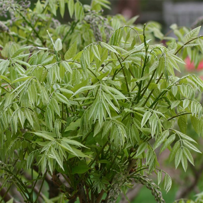 Wisteria floribunda Macrobotrys - Glicine (Fogliame)