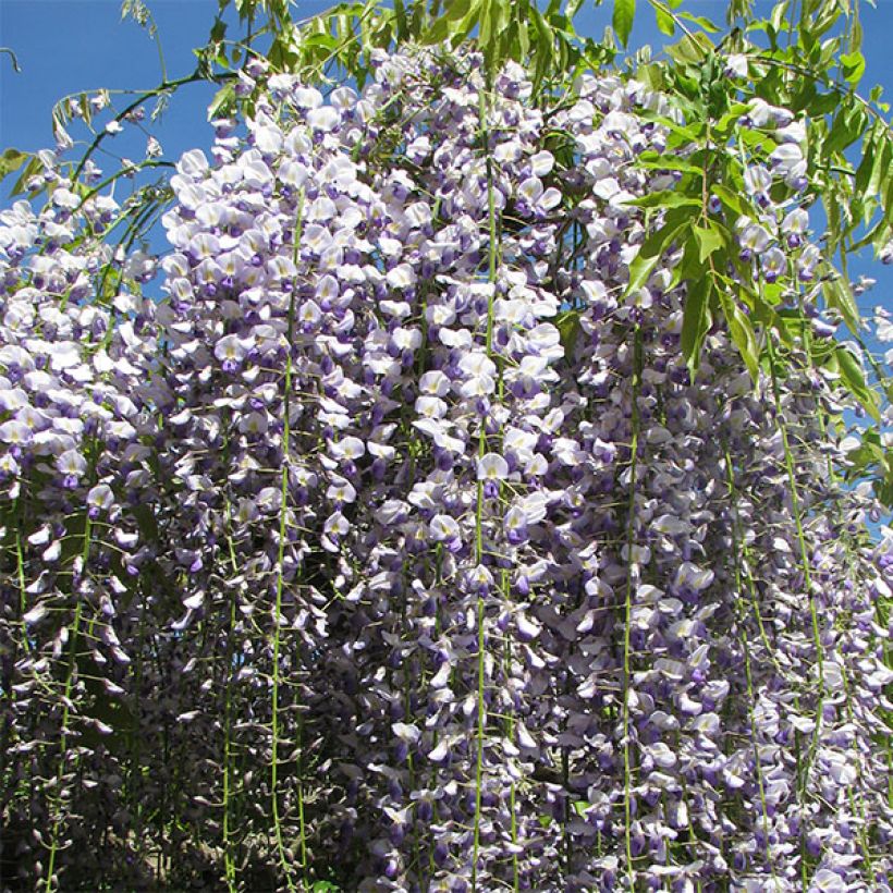 Wisteria floribunda Macrobotrys - Glicine (Fioritura)