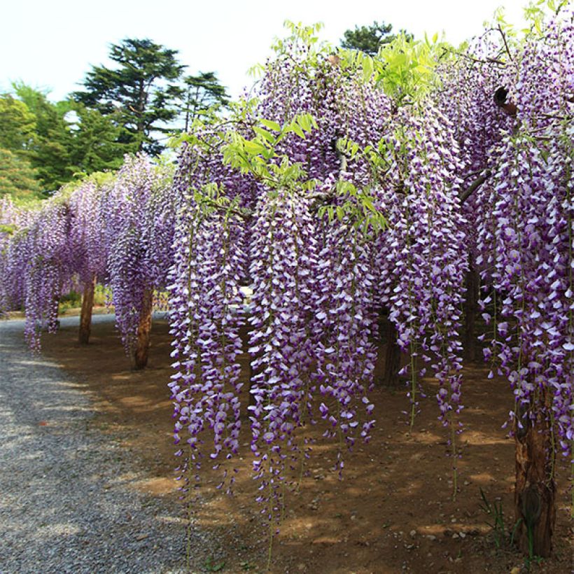 Wisteria floribunda Macrobotrys - Glicine (Porto)