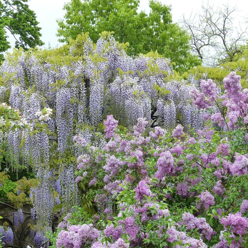 Wisteria floribunda Macrobotrys De Belder - Glicine (Porto)