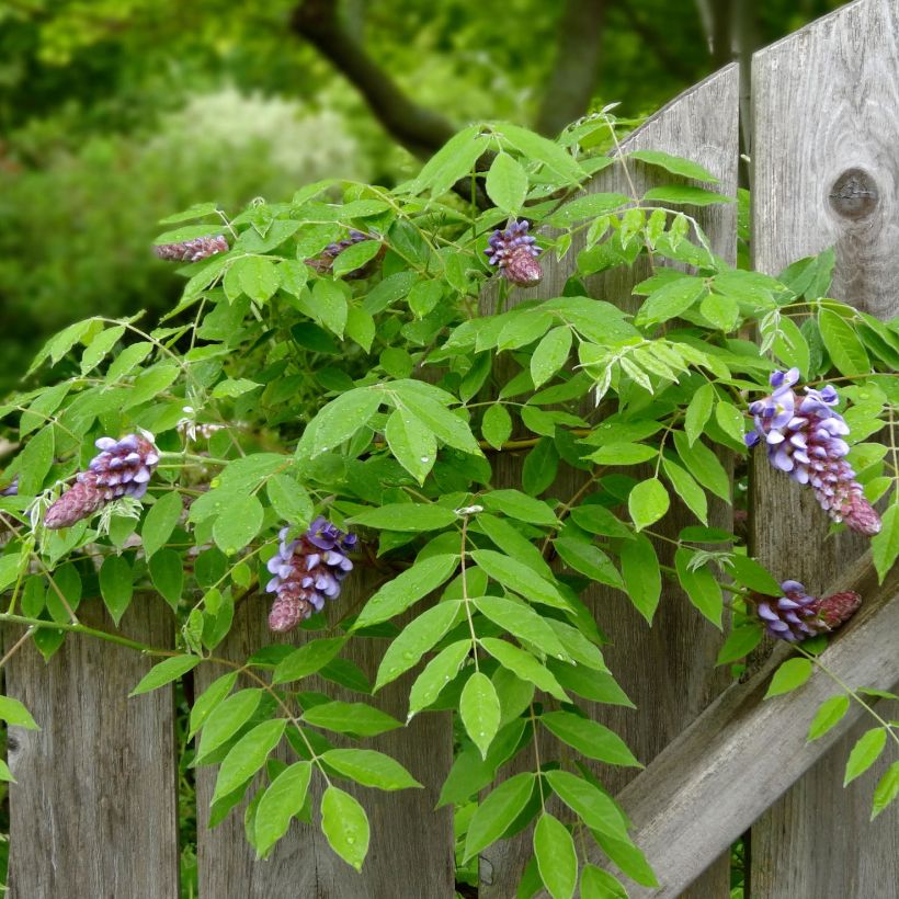 Wisteria frutescens Amethyst Falls - Glicine americano (Fogliame)