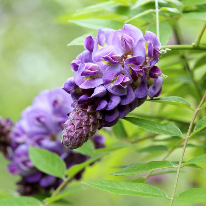 Wisteria frutescens Amethyst Falls - Glicine americano (Fioritura)