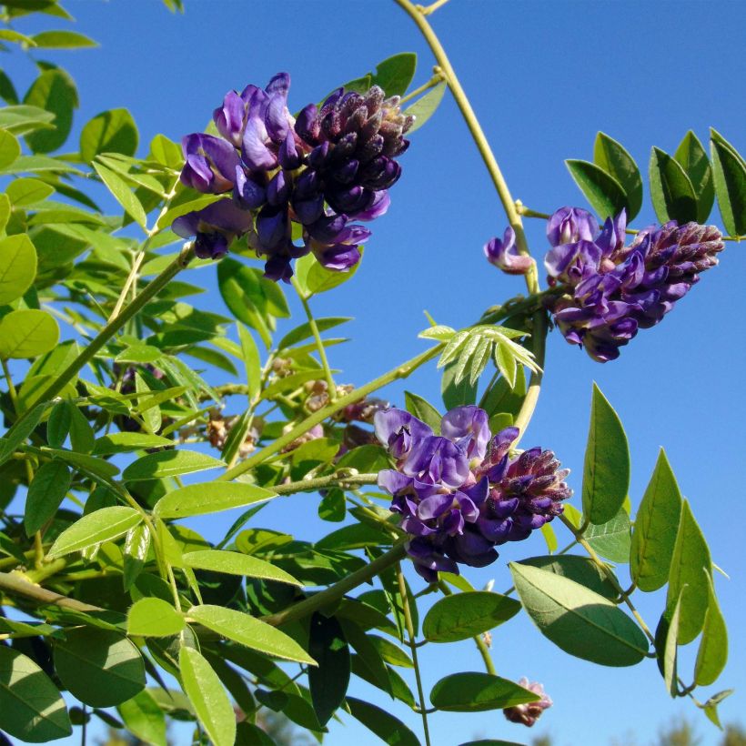 Wisteria frutescens Longwood Purple - Glicine americano (Fioritura)