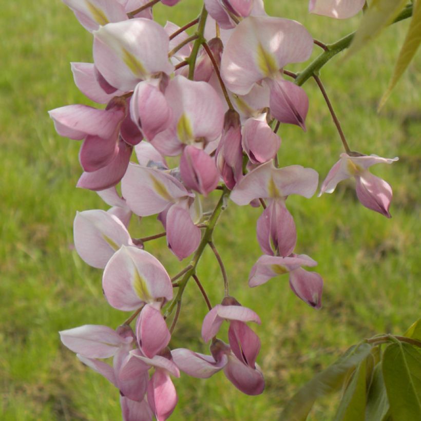 Wisteria venusta Rosea - Glicine (Fioritura)