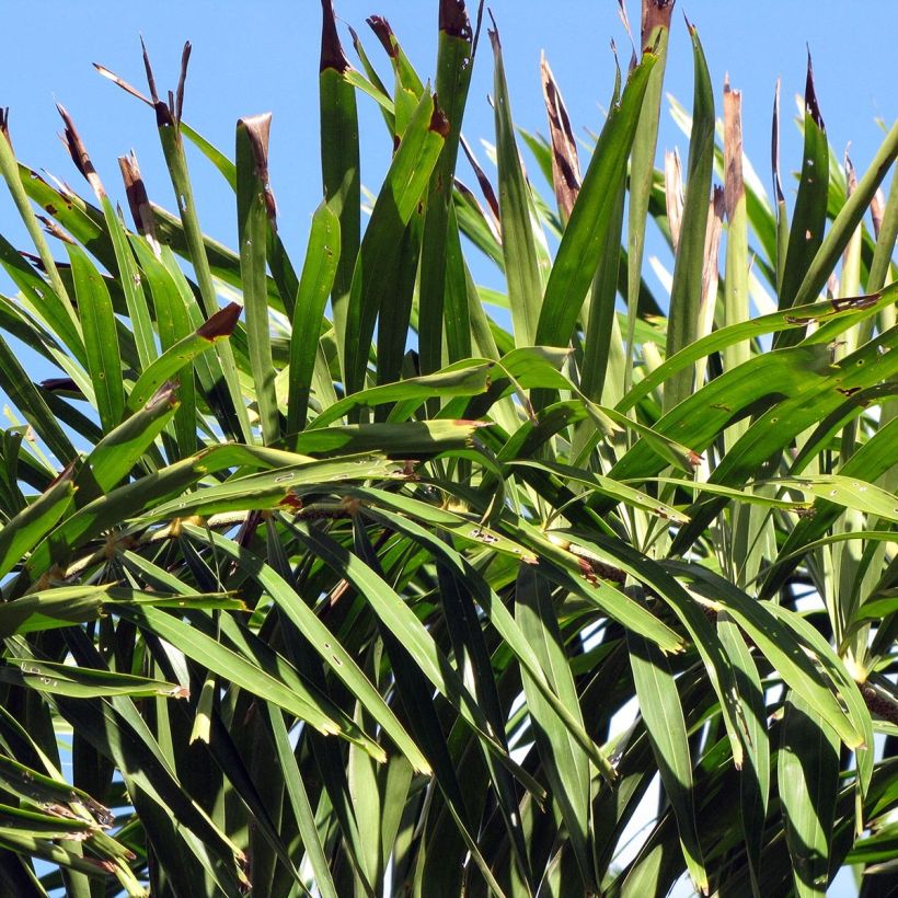 Wodyetia bifurcata - Palma a coda di volpe (Fogliame)