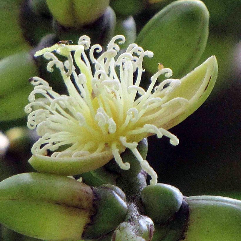 Wodyetia bifurcata - Palma a coda di volpe (Fioritura)