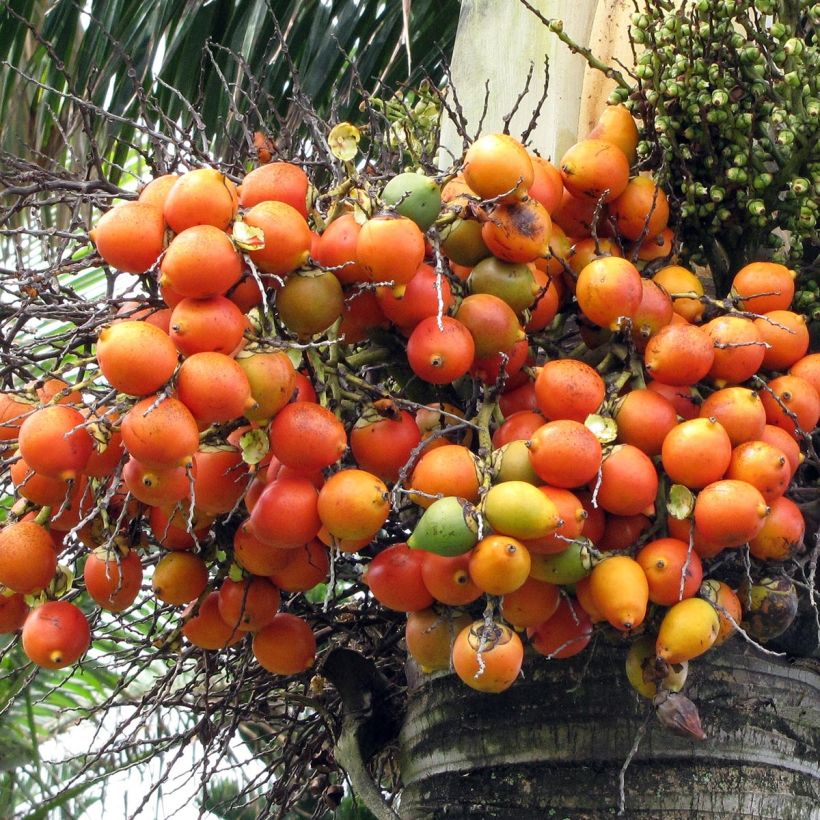 Wodyetia bifurcata - Palma a coda di volpe (Raccolta)