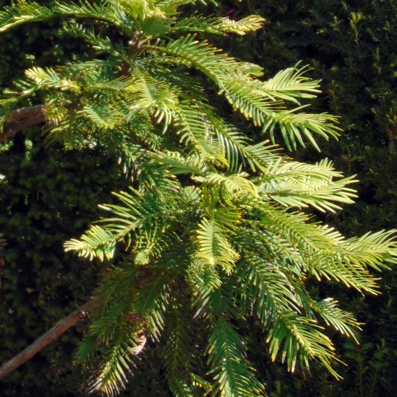 Wollemia nobilis - Wollemi Pine (Fogliame)