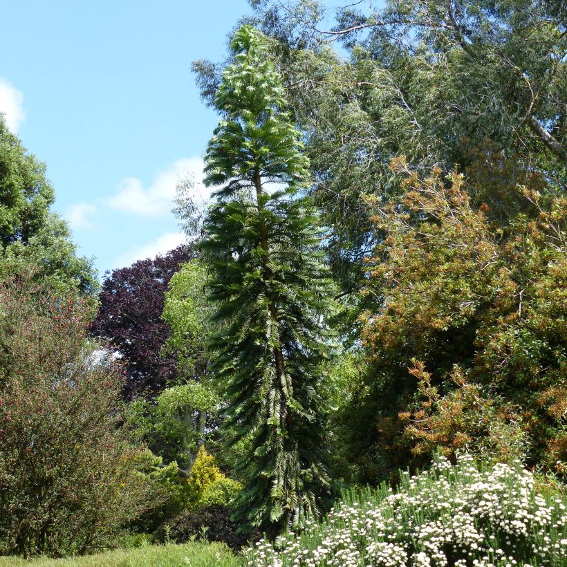 Wollemia nobilis - Wollemi Pine (Porto)