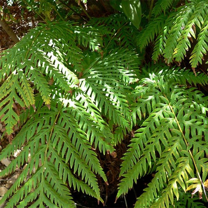 Woodwardia fimbriata (Fogliame)