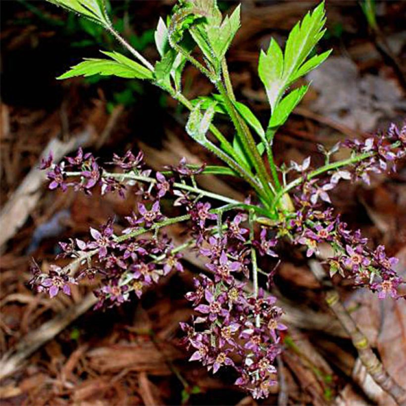 Xanthorhiza simplicissima (Fioritura)