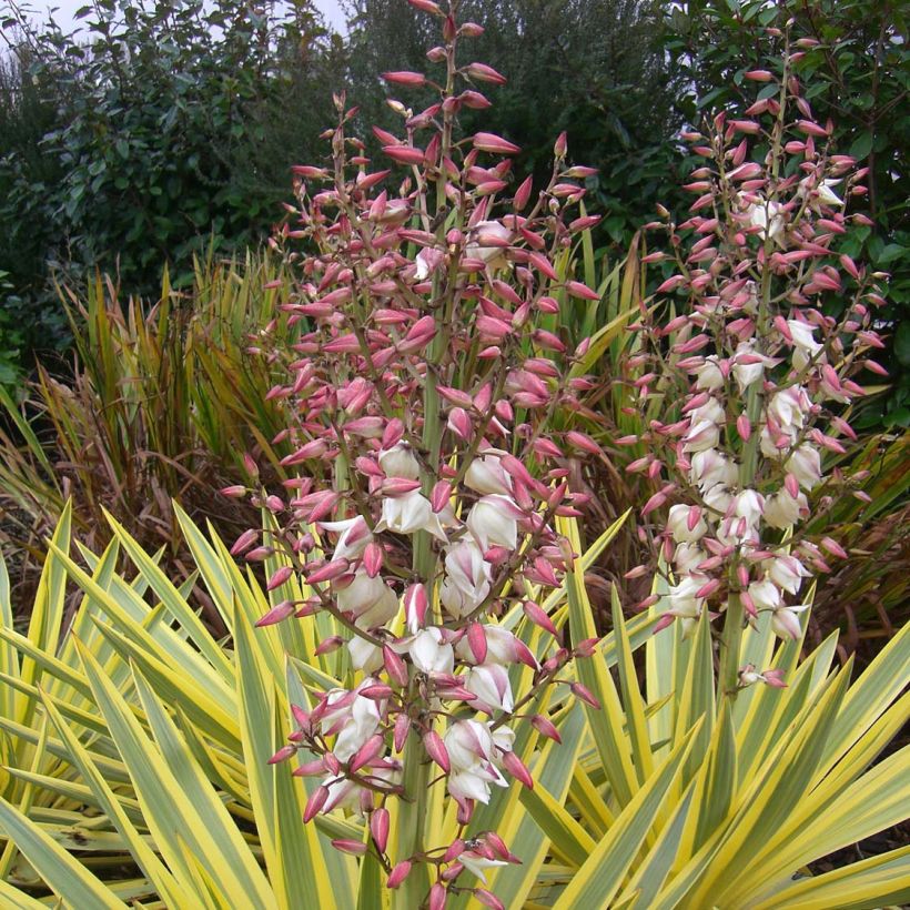 Yucca recurvifolia Bright Star (Fioritura)