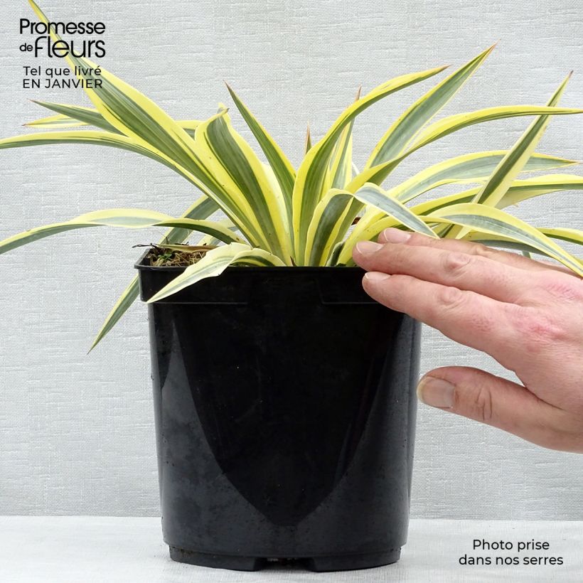 Yucca Bright Star en pot de 3L esemplare consegnato in inverno