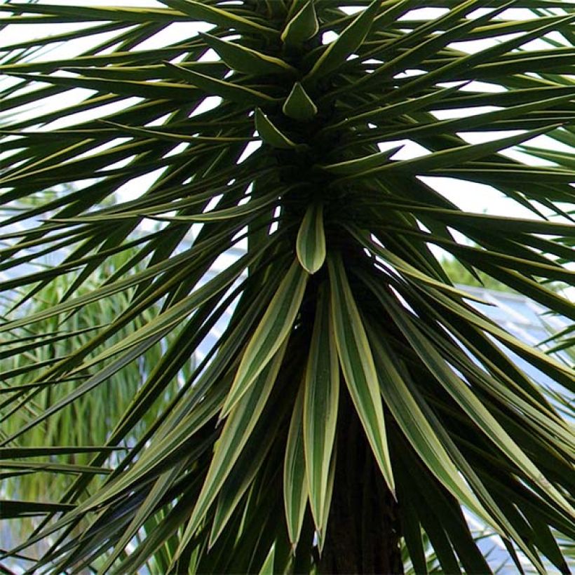 Yucca aloifolia (Fogliame)