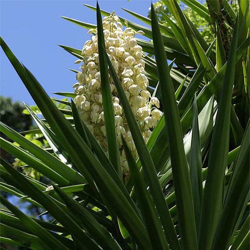 Yucca aloifolia (Fioritura)