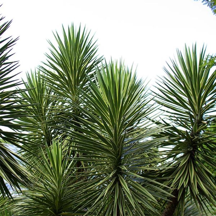 Yucca aloifolia (Porto)