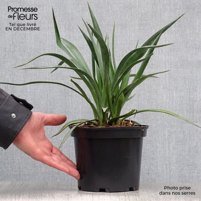 Yucca aloifolia - Yucca à feuilles d'Aloès Pot de 2L/3L esemplare consegnato in inverno