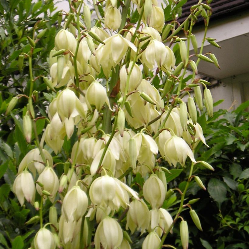 Yucca elephantipes Jewel (Fioritura)