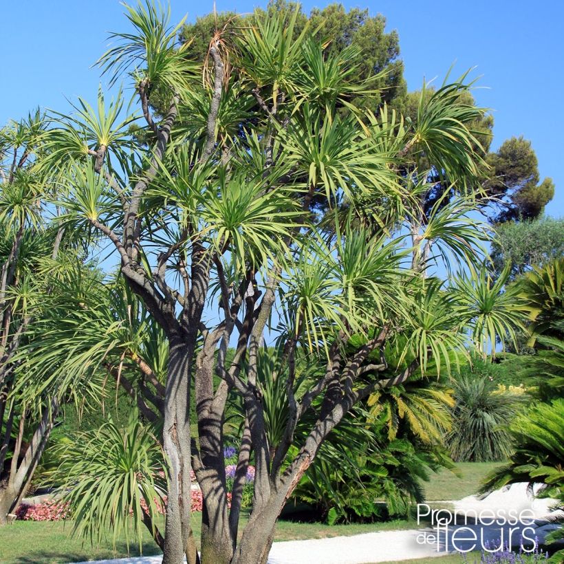 Yucca elephantipes Jewel (Porto)