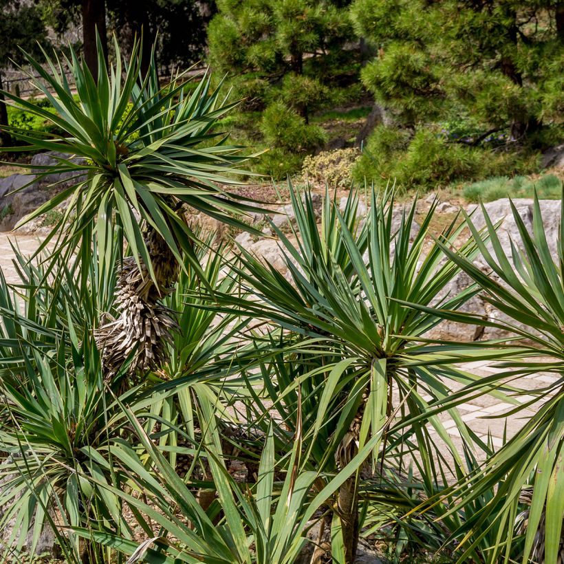 Yucca elephantipes (Fogliame)