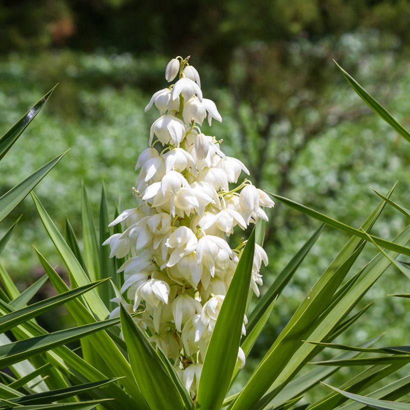 Yucca elephantipes (Fioritura)