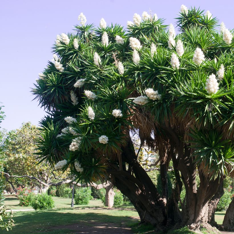 Yucca elephantipes (Porto)